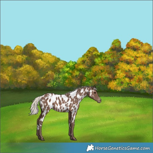 Horse Color:White Spotted Silver Black Appaloosa 