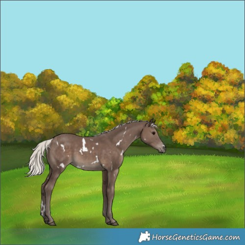 Horse Color:White Spotted Silver Black 