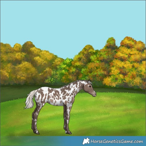 Horse Color:White Spotted Silver Black Appaloosa