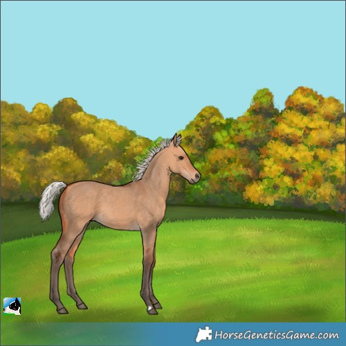 Horse Color:Silver Bay Dun 