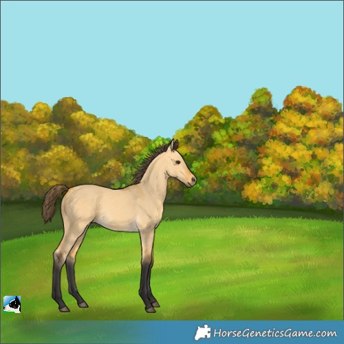 Horse Color:Buckskin Dun Rabicano 