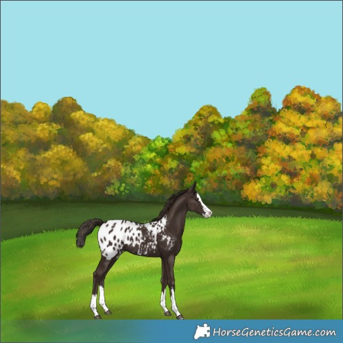 Horse Color:Liver Chestnut Splash Appaloosa
