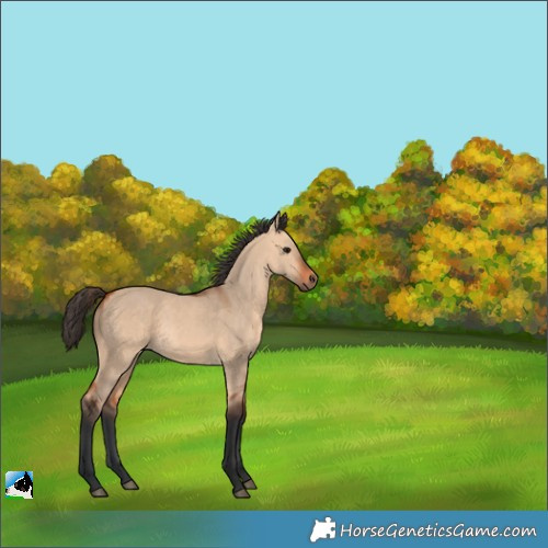 Horse Color:Bay Dun Rabicano 