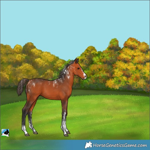 Horse Color:Powder White Bay 