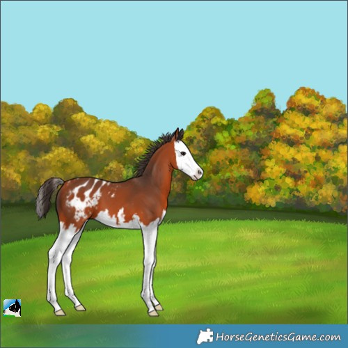Horse Color:Bay Splash Blanket 