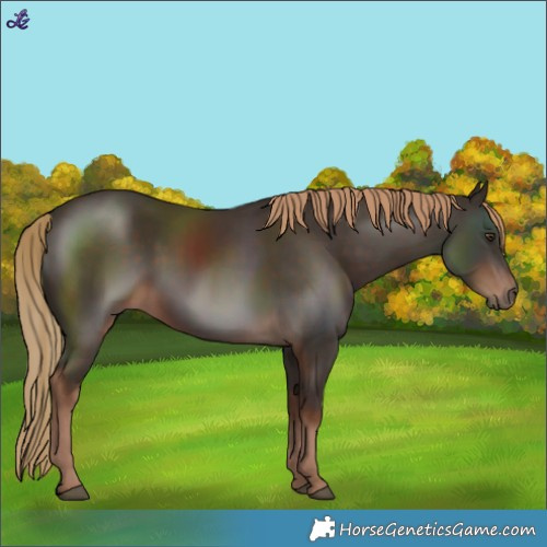 Horse Color:Liver Chestnut 