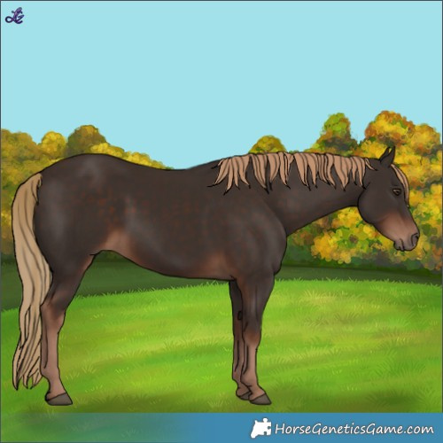 Horse Color:Liver Chestnut