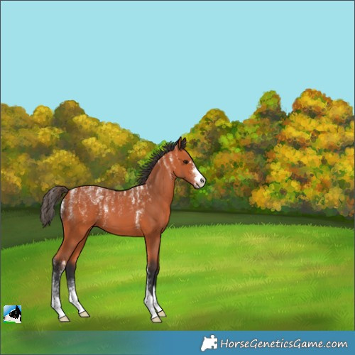 Horse Color:Powder White Bay 