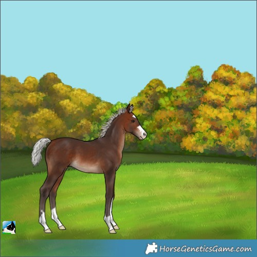 Horse Color:Silver Brown Appaloosa 