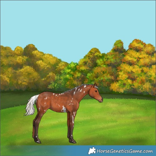 Horse Color:White Spotted Silver Bay
