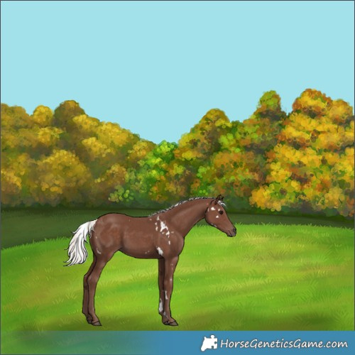 Horse Color:White Spotted Silver Black 