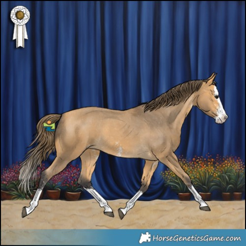 Horse Color:Buckskin Sabino Splash Appaloosa 