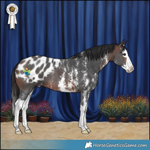 Horse Color:Brown Sabino Splash Appaloosa 