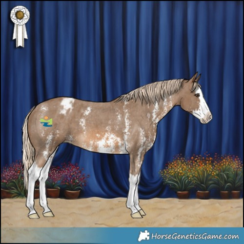 Horse Color:Chocolate Palomino Sabino Splash Appaloosa 