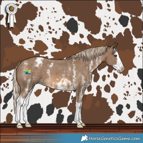 Horse Color:Chocolate Palomino Sabino Splash Varnish 
