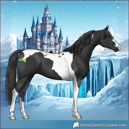 Horse Color:Black Tobiano 