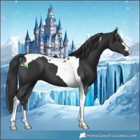 Horse Color:Black Tobiano 