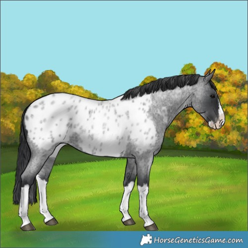 Horse Color:Blue Roan Splash Appaloosa 