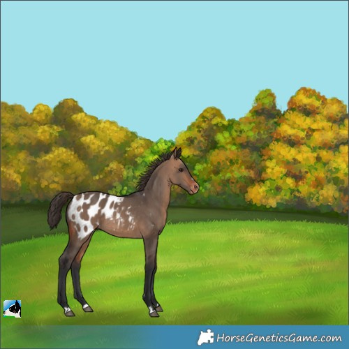 Horse Color:Brown Dun Blanket 