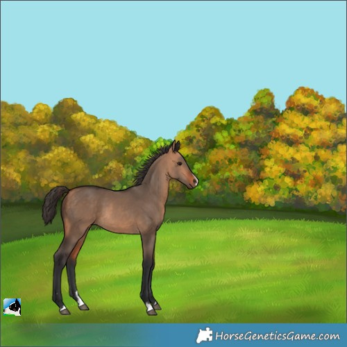 Horse Color:Bay Dun 