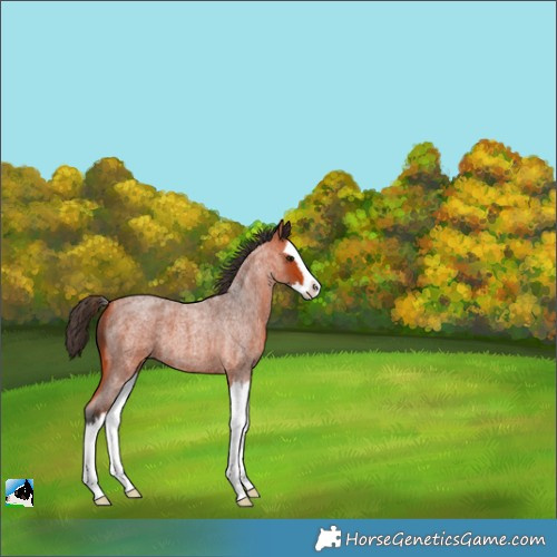 Horse Color:Bay Roan Splash 