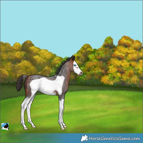 Horse Color:Bay Roan Splash Frame 
