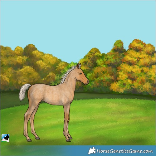 Horse Color:Palomino Roan 