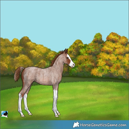 Horse Color:Red Roan Splash 