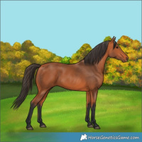Horse Color:Bay 
