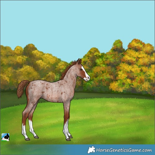 Horse Color:Red Roan Splash 
