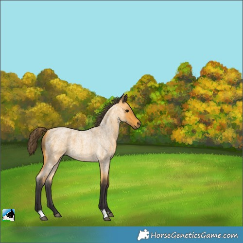 Horse Color:Buckskin Roan 