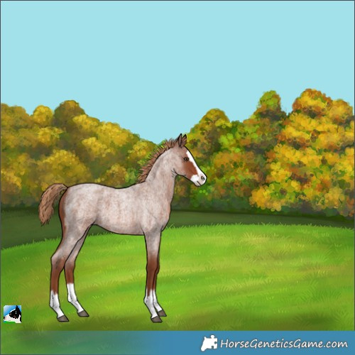 Horse Color:Red Roan Splash 