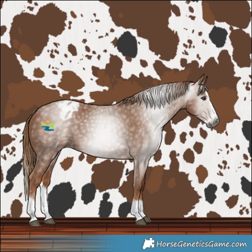 Horse Color:Gray Chestnut Sabino Splash Blanket 