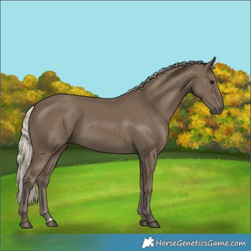 Horse Color:Silver Smoky Black 