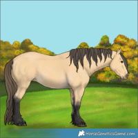 Horse Color:Buckskin 
