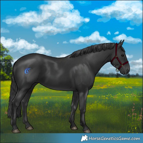 Horse Color:Black 