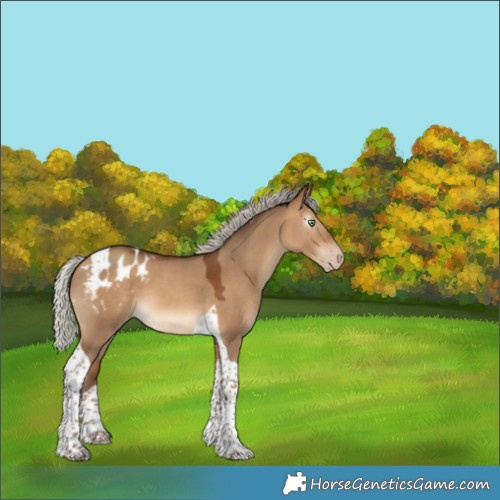 Horse Color:Gray Silver Amber Champagne Dun Tobiano Appaloosa 
