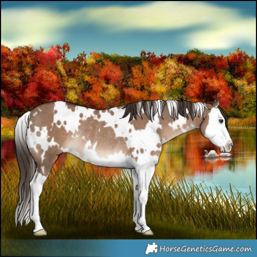 Horse Color:White Spotted Liver Red Dun Splash Rabicano