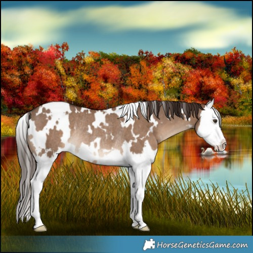 Horse Color:White Spotted Liver Red Dun Splash Rabicano 