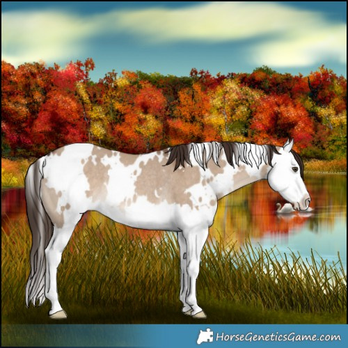 Horse Color:White Spotted Liver Red Dun Splash Rabicano 