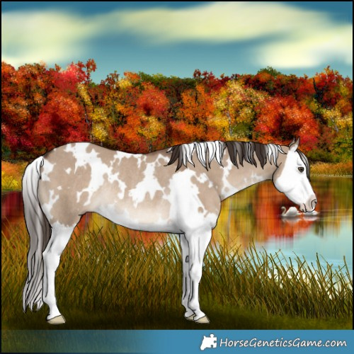 Horse Color:White Spotted Liver Red Dun Splash Rabicano