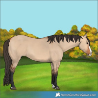 Horse Color:Bay Dun Splash