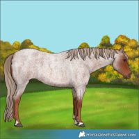 Horse Color:Red Roan 