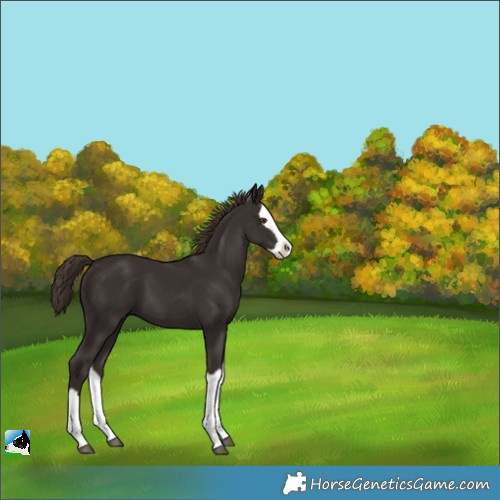 Horse Color:Liver Chestnut Splash 