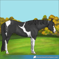 Horse Color:Black Tobiano 