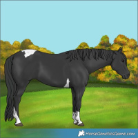 Horse Color:Black Tobiano