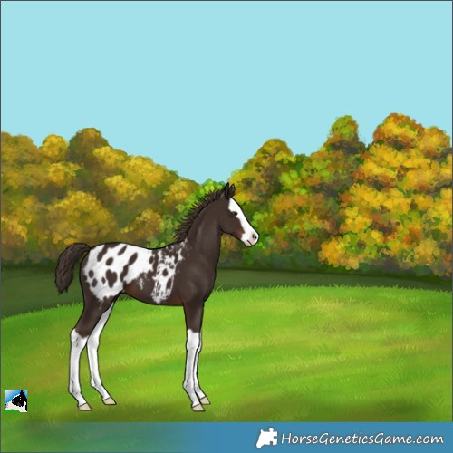Horse Color:Liver Chestnut Splash Appaloosa 