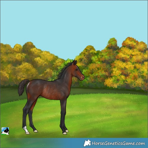 Horse Color:Bay Appaloosa Rabicano 