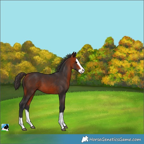 Horse Color:Bay Splash 