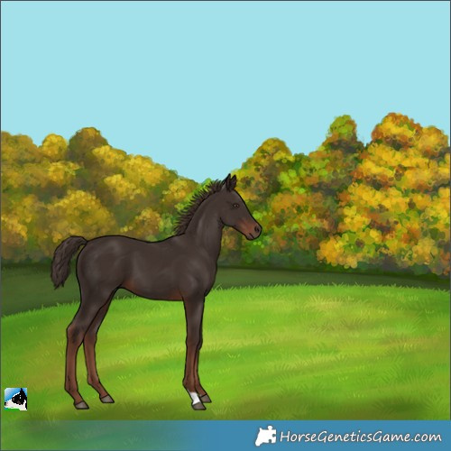 Horse Color:Liver Chestnut 